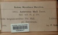 Asteroma mali image